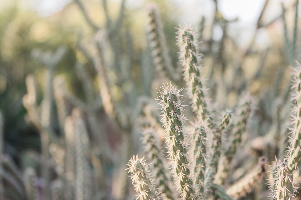 Arizona Family Photographer Desert Botanical Garden Gilbert