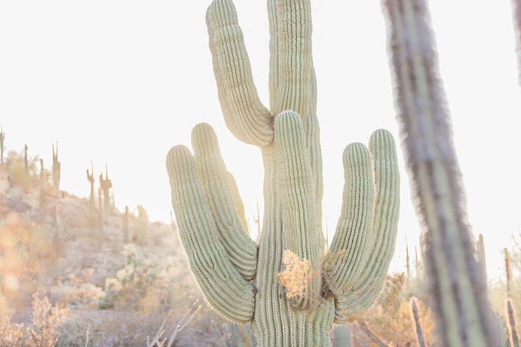 Arizona Family Photographer Desert Botanical Garden Gilbert