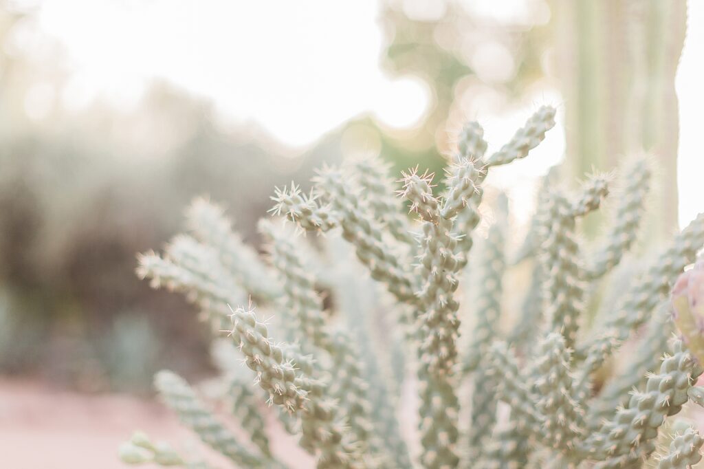 Arizona Family Photographer Desert Botanical Garden Gilbert