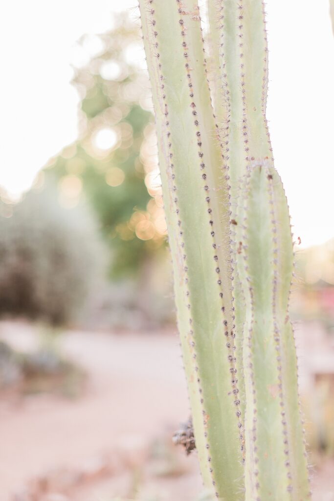Arizona Family Photographer Desert Botanical Garden Gilbert