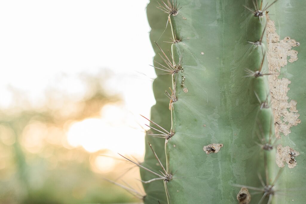 Arizona Family Photographer Desert Botanical Garden Gilbert