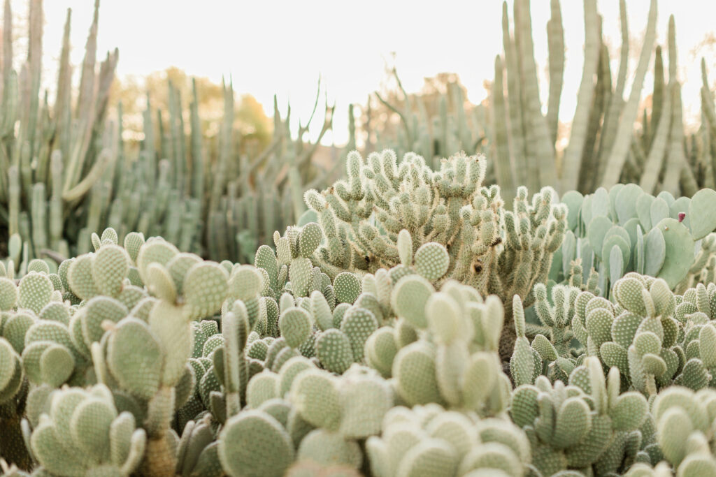 Couples Photography Desert Botanical Garden Phoenix Arizona