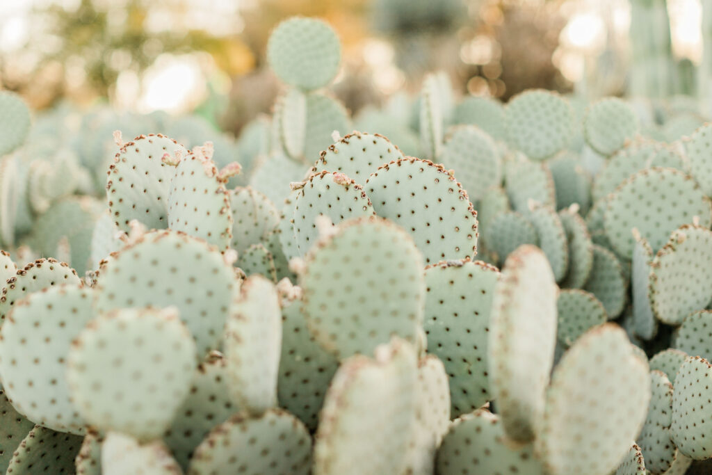 Couples Photography Desert Botanical Garden Phoenix Arizona