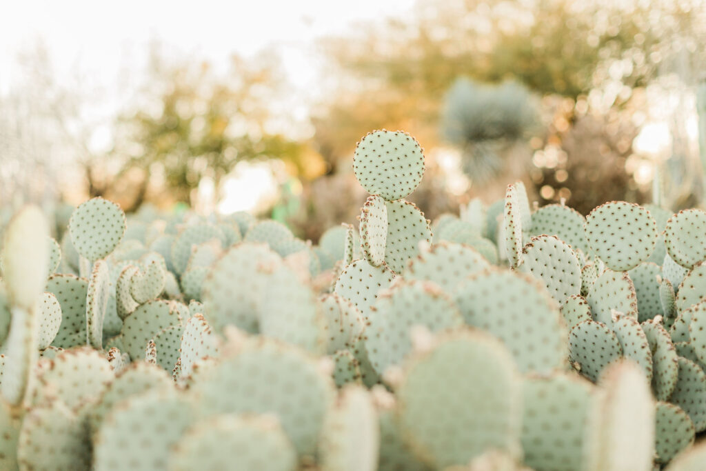 Couples Photography Desert Botanical Garden Phoenix Arizona
