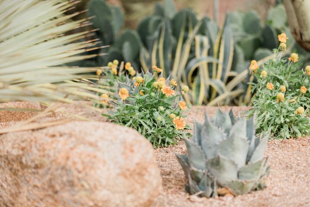 Arizona Senior Portrait Photography