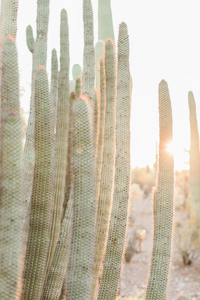 Couples Session Desert Botanical Garden Phoenix Arizona Gilbert Couples Photographer Gilbert Photographer Gilbert Family Photographer Gilbert Family Photography Morgan Ah Leong Prickly Pear Photography LLC