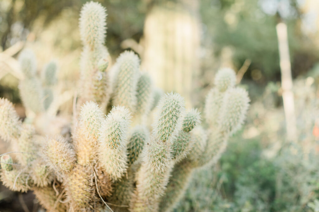 Couples Session Desert Botanical Garden Phoenix Arizona Gilbert Couples Photographer Gilbert Photographer Gilbert Family Photographer Gilbert Family Photography Morgan Ah Leong Prickly Pear Photography LLC