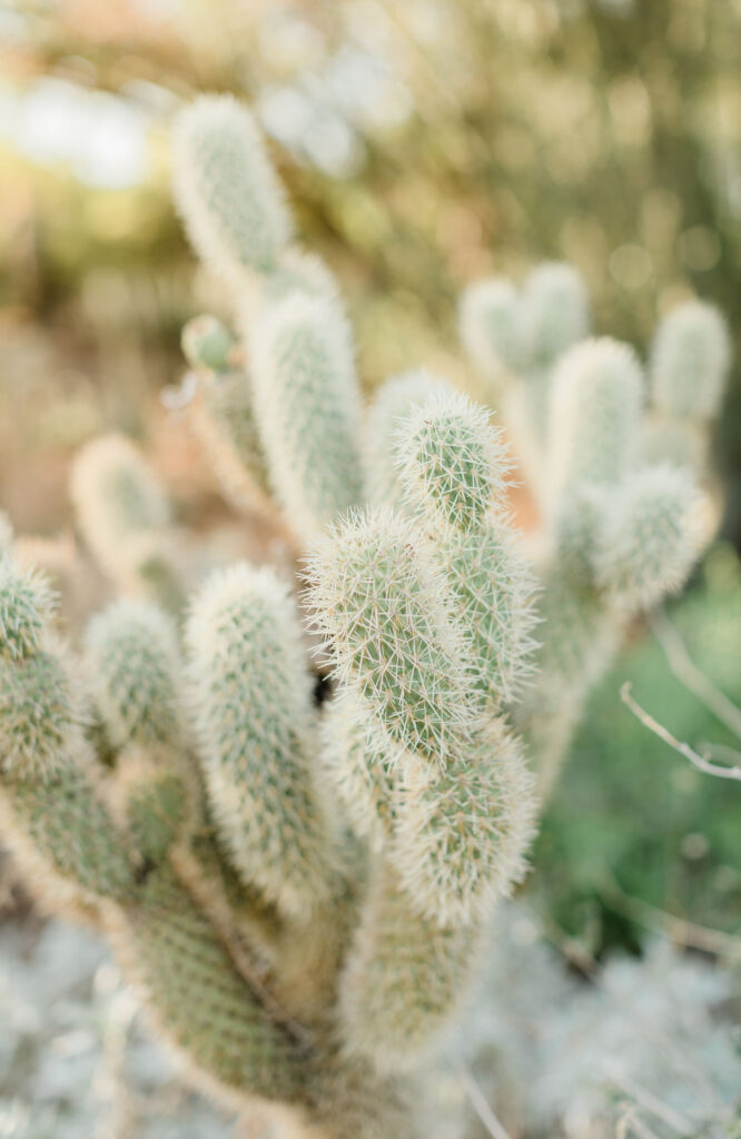 Couples Session Desert Botanical Garden Phoenix Arizona Gilbert Couples Photographer Gilbert Photographer Gilbert Family Photographer Gilbert Family Photography Morgan Ah Leong Prickly Pear Photography LLC