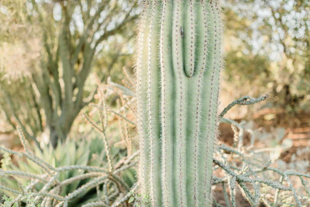 Couples Session Desert Botanical Garden Phoenix Arizona Gilbert Couples Photographer Gilbert Photographer Gilbert Family Photographer Gilbert Family Photography Morgan Ah Leong Prickly Pear Photography LLC