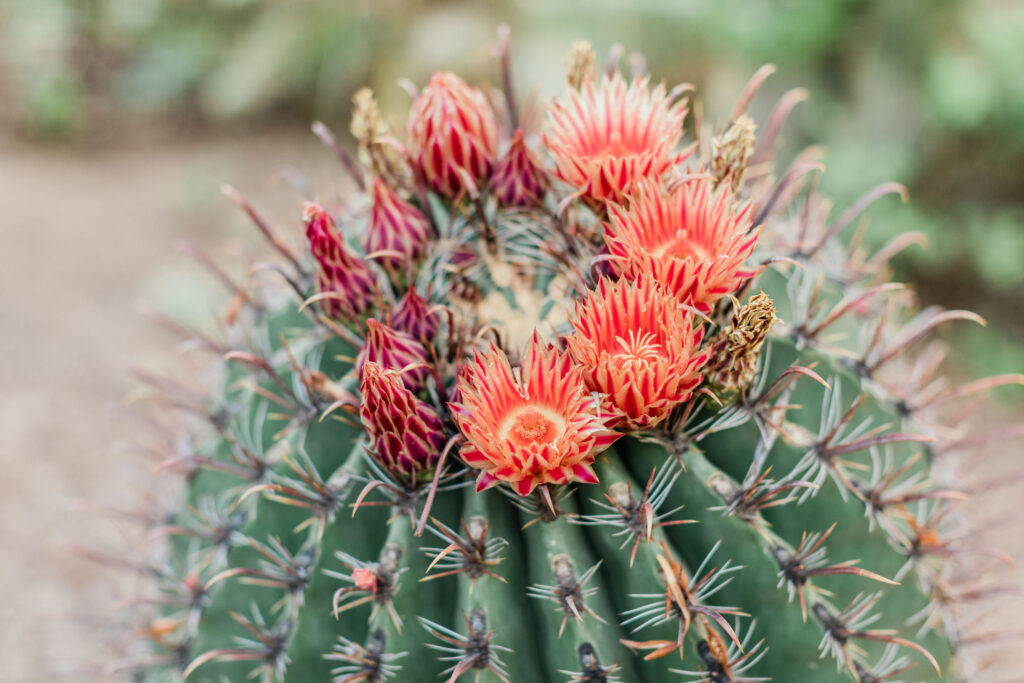 Couples Session Desert Botanical Garden Phoenix Arizona Gilbert Couples Photographer Gilbert Photographer Gilbert Family Photographer Gilbert Family Photography Morgan Ah Leong Prickly Pear Photography LLC